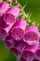 Fox glove flowers bloom in the summer sunshine on moorland near Haworth West Yorkshire © Cavan