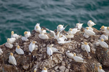 Northern Garnet preen each other on the cliffs at Bempton Cliffs North Yorkshire,UK