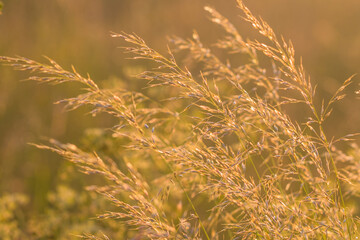 golden light on a beautiful meadow background