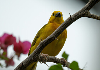 taveta golden weaver is perched on a limb high above