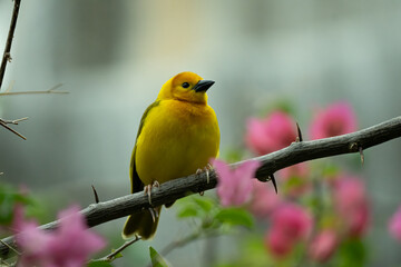 taveta golden weaver is perched on a limb high above