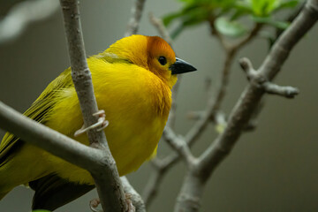 yellow taveta golden weaver is perched high