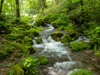 鳥取県 木谷沢渓流　苔むした渓流