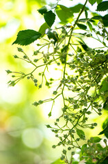 New, little green rose buds with beautiful background
