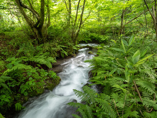 Obraz premium 鳥取県 木谷沢渓流 苔むした渓流