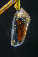 Butterfly at the time of its rebirth coming out of the cocoon, exact moment in the sequence of images (selective focus)