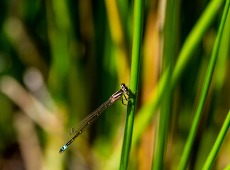 Delicate blue damselfly perched in a reed