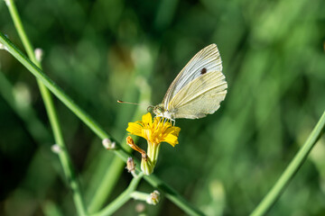 Cabbage butterfly (Pieris brassicae) perched on a yellow flower on a green background