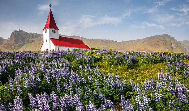 Amazing Icelandic Landscape. Lutheran Myrdal church surrounded on blooming lupine flowers, Vik, Iceland. Amazing nature of Iceland. Vik is one famous natural landmark and travel destination place. © jenyateua