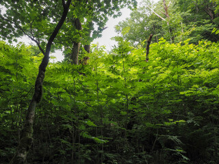 鳥取県 木谷沢渓流　渓流沿いの緑豊かな林