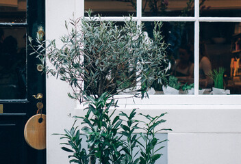 window with flowers in the garden