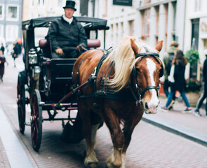 Horse on Amsterdam street