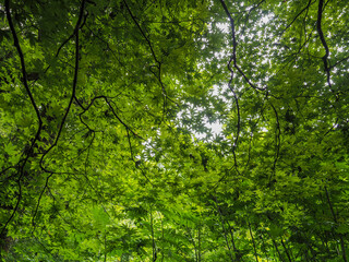 Fototapeta premium 鳥取県 木谷沢渓流 渓流沿いの緑豊かな林