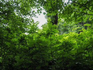 鳥取県 木谷沢渓流　渓流沿いの緑豊かな林
