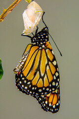 Butterfly at the time of its rebirth coming out of the cocoon, exact moment in the sequence of images (selective focus)