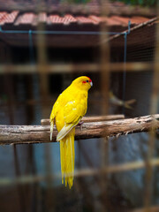Obraz premium yellow crested cockatoo