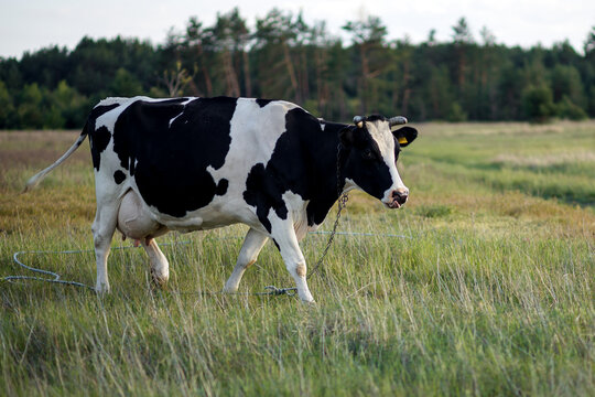 Black and white dairy cow grazing in a field