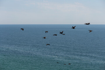 Phalacrocoracidae is a aquatic birds commonly known as cormorants and shags. The flock is flying over the black sea.