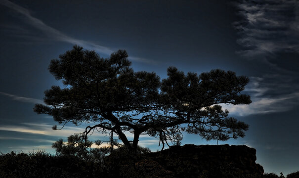 A tree under a blue night sky