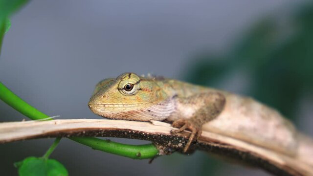 CLOSEUP Pregnant Oriental Garden Lizard rests against a branch in the garden.