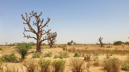 Obraz premium baobabs