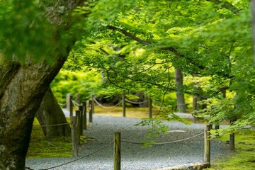 path in the park
京都の自然