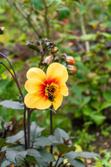 Bee Feeding on Beautiful Dahlia Moonfire Flower in Garden in Oxford, United Kingdom
