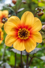 Front View of Beautiful Dahlia Moonfire Flower in Garden in Oxford, United Kingdom