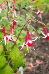Hardy Fuchsia Flowers in Garden in Oxford, United Kingdom