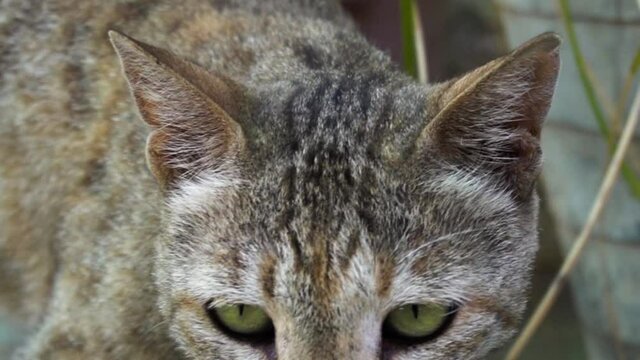 Cute Indian common male cat