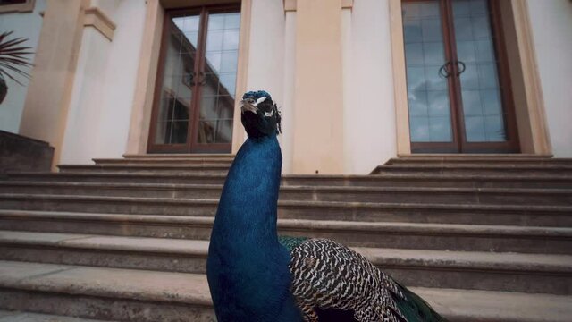 Majestic peacock looks at camera by bottom of exterior staircase in Wallenstein palace garden
