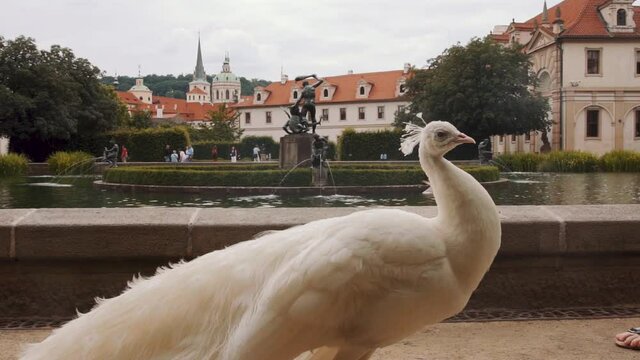 Elegant white peafowl in Wallenstein Palace, people passing by, handheld, slow motion, day