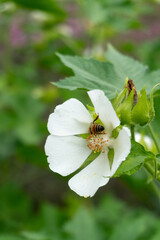 Bee on White Japanese Quince Flower in Garden in Oxford, United Kingdom