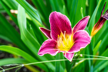 Close-up of  Pink Tawny Daylily Flower in Garden in Oxford, United Kingdom