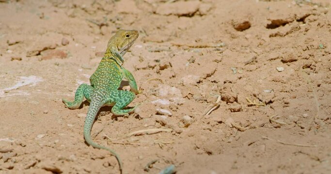 Collared Lizard on small rocks looking away from camera