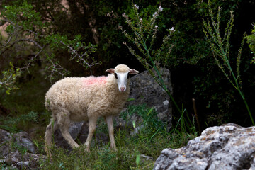 Greece, island of Crete. A young lamb grazing in the fresh air.