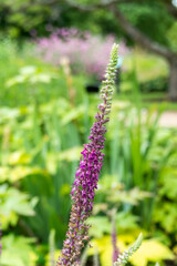 Iranian Wood Sage in Bloom at Garden in Oxford, United Kingdom