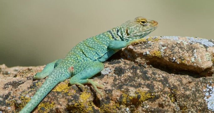 Close Up Collared Lizard on moss covered rock