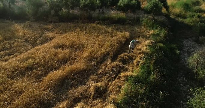 Adult male farmer harvesting ripe golden wheat hay with pitch fork in rural countryside field with sun flare, Koura, Lebanon, overhead circle aerial