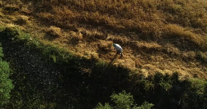 Single adult male farmer harvesting ripe golden wheat hay with pitch fork in rural countryside field, overhead circle aerial approach