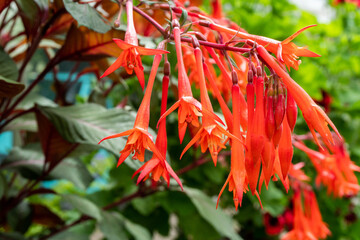 Orange Fuchsia Flowers in Garden in Oxford, United Kingdom