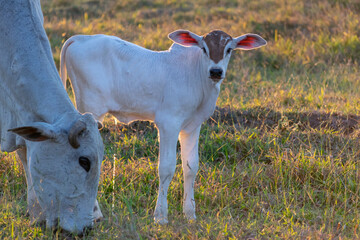 Nellore cattle calf and cow on pasture