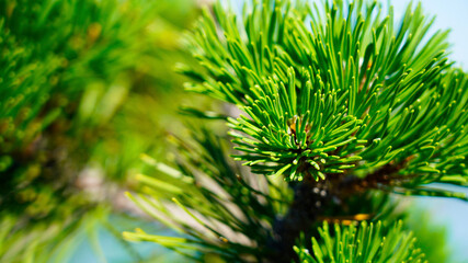 Green vegetative background. bright Christmas tree branches on a sunny day. spruce, pine needles. holidays new year, christmas.