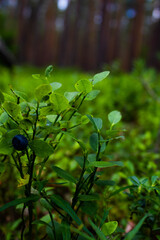 Blueberries in the forest. Beautiful summer forest. Collecting berries. Beautiful landscape. Background.