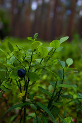 Blueberries in the forest. Beautiful summer forest. Collecting berries. Beautiful landscape. Background.