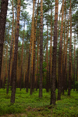 Blueberries in the forest. Beautiful summer forest. Collecting berries. Beautiful landscape. Background.