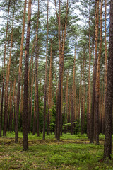 Blueberries in the forest. Beautiful summer forest. Collecting berries. Beautiful landscape. Background.