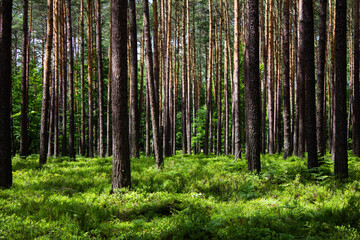 Blueberries in the forest. Beautiful summer forest. Collecting berries. Beautiful landscape. Background.