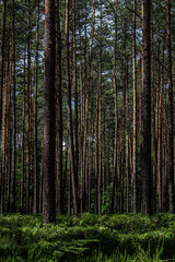 Blueberries in the forest. Beautiful summer forest. Collecting berries. Beautiful landscape. Background.