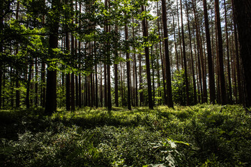 Blueberries in the forest. Beautiful summer forest. Collecting berries. Beautiful landscape. Background.